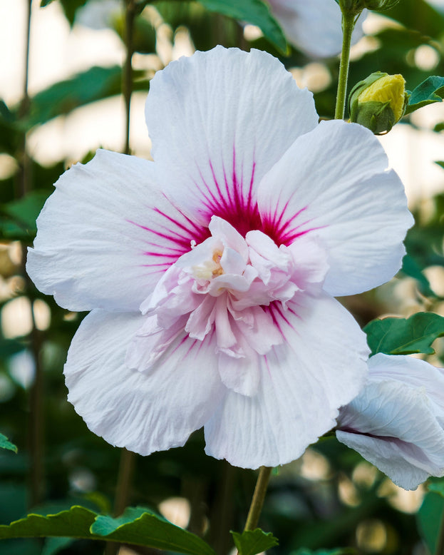 Hibiscus 'China Chiffon'