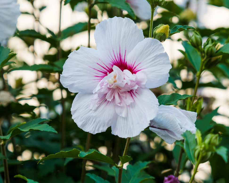 Hibiscus 'China Chiffon'