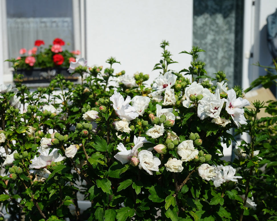 Hibiscus 'China Chiffon'