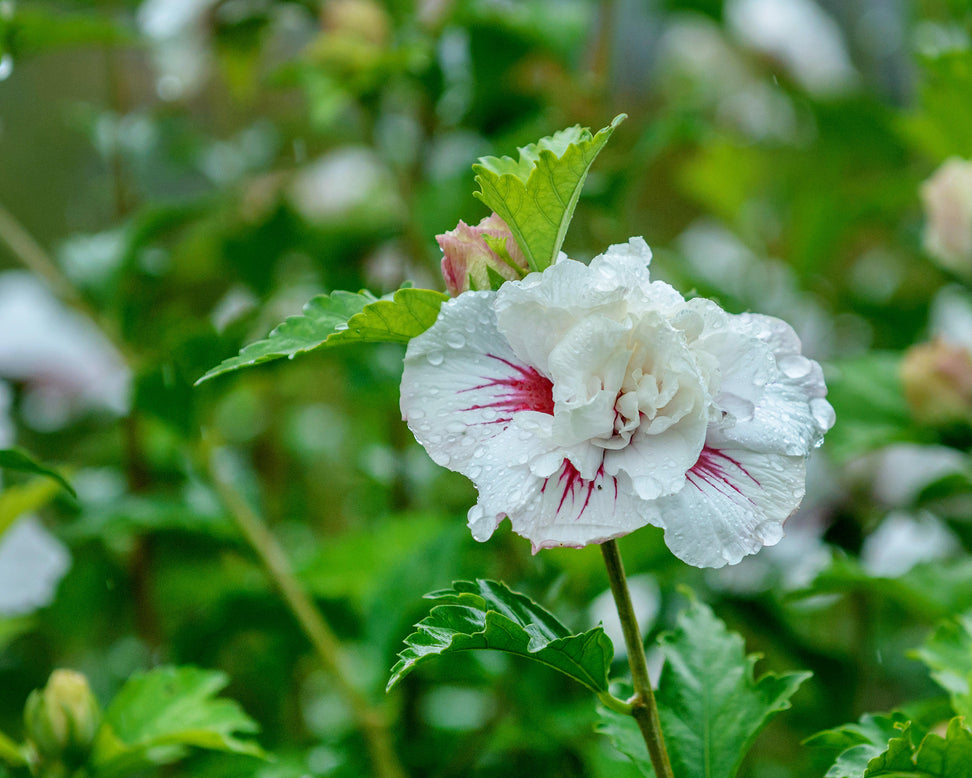 Hibiscus 'China Chiffon'