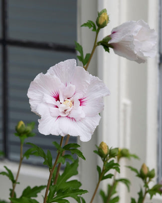 Hibiscus 'China Chiffon' Hibiscus 'China Chiffon'
