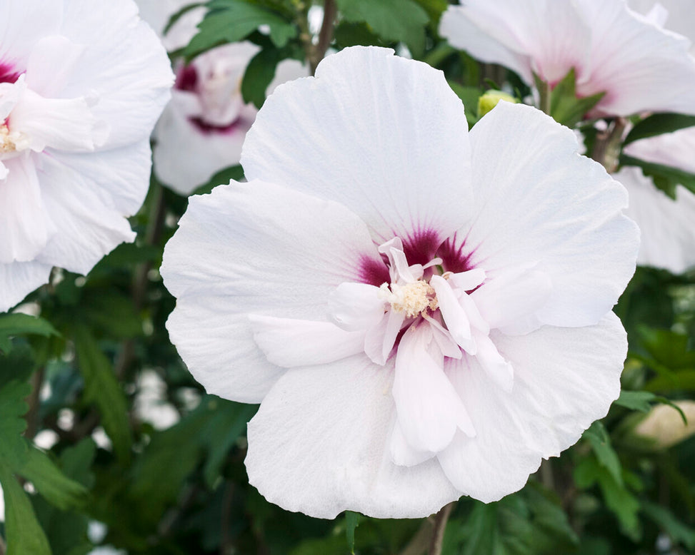 Hibiscus 'China Chiffon'