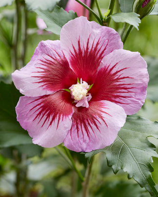 Hibiscus 'Flower Tower Purple' Hibiscus 'Flower Tower Purple'