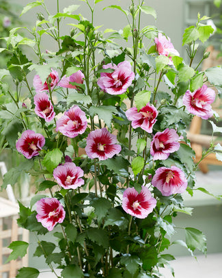 Hibiscus 'Flower Tower Purple' Hibiscus 'Flower Tower Purple'