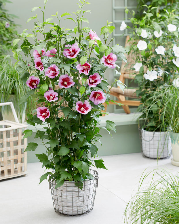 Hibiscus 'Flower Tower Purple'