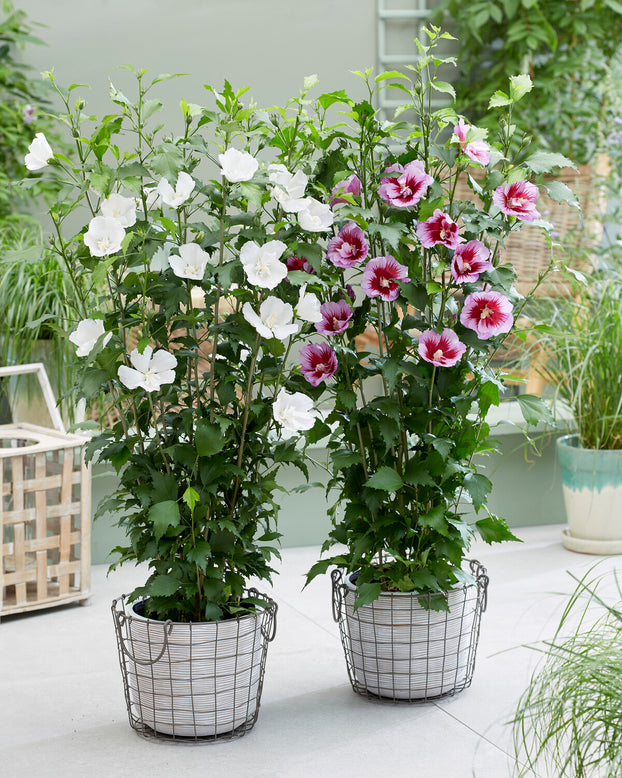 Hibiscus 'Flower Tower Purple'