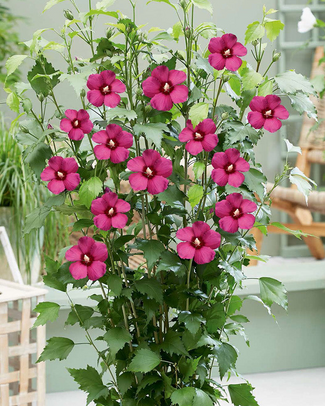 Hibiscus 'Flower Tower Ruby' Hibiscus 'Flower Tower Ruby'