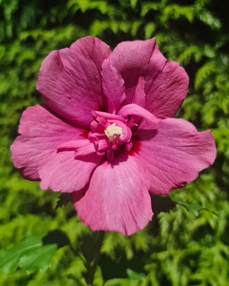 Hibiscus 'Flower Tower Ruby' Hibiscus 'Flower Tower Ruby'