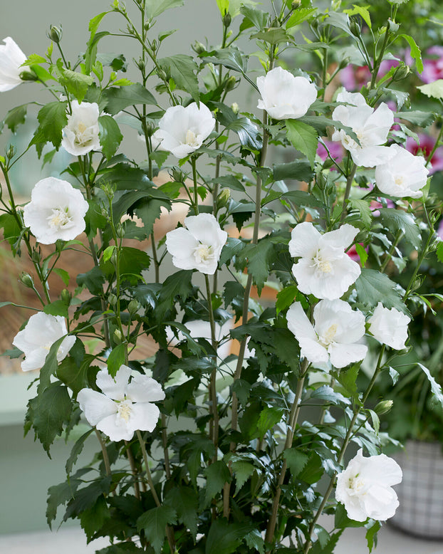 Hibiscus 'Flower Tower White'
