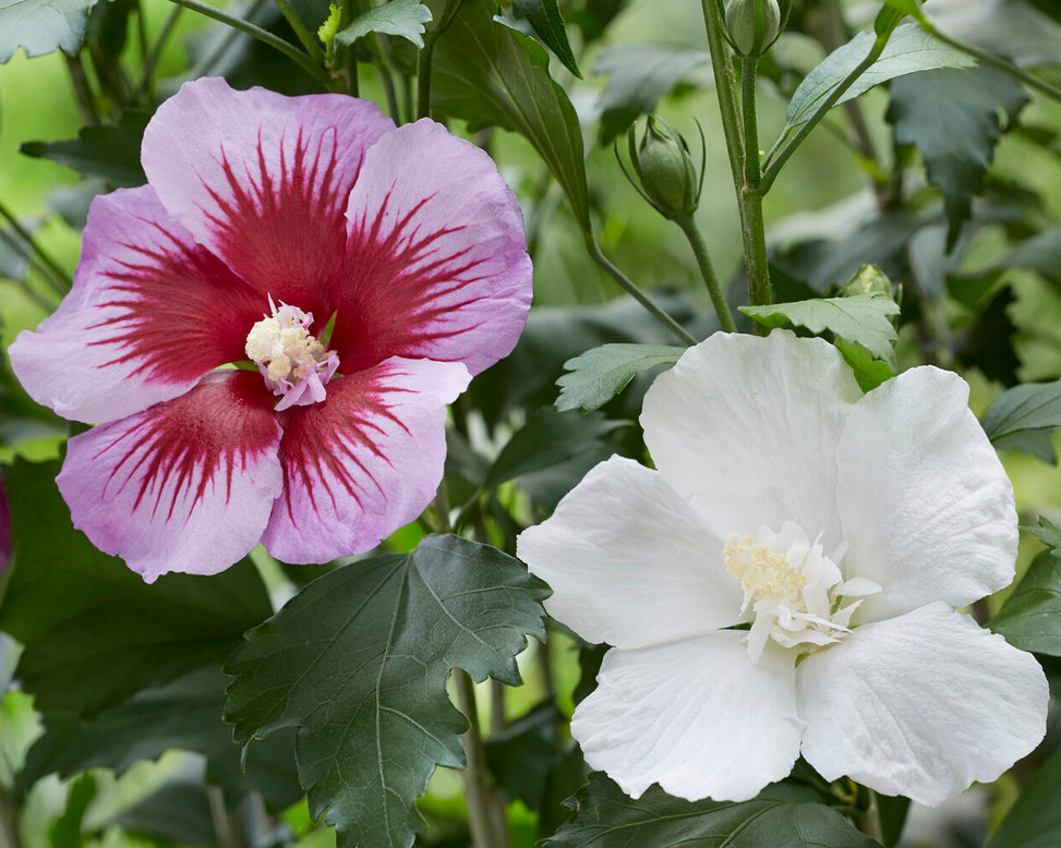 Hibiscus 'Flower Tower White'