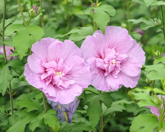 Hibiscus 'Lavender Chiffon' Hibiscus 'Lavender Chiffon'