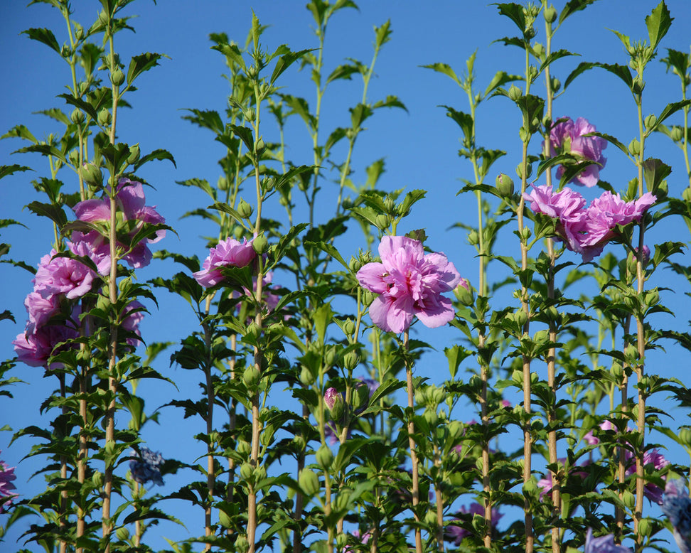 Hibiscus 'Lavender Chiffon'