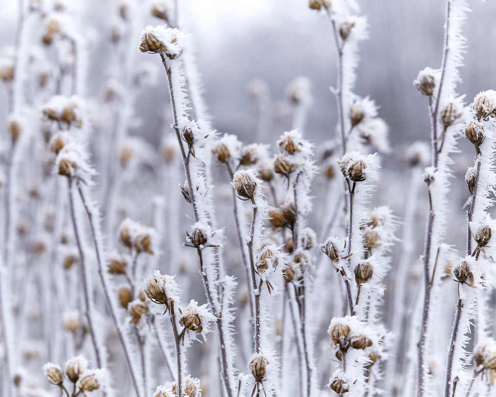 Hibiscus 'Lavender Chiffon'