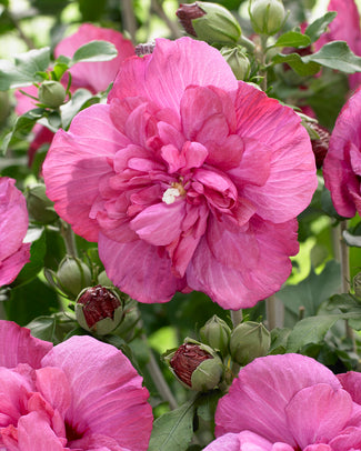 Hibiscus 'Magenta Chiffon' Hibiscus 'Magenta Chiffon'