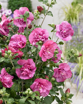 Hibiscus 'Magenta Chiffon' Hibiscus 'Magenta Chiffon'