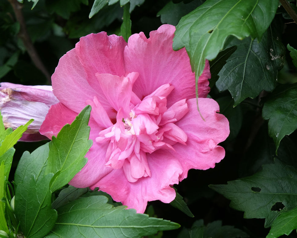 Hibiscus 'Magenta Chiffon'