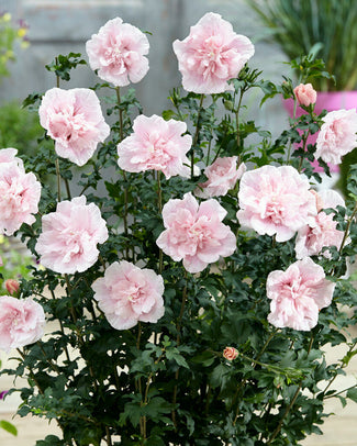 Hibiscus 'Pink Chiffon' Hibiscus 'Pink Chiffon'