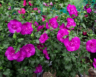 Hibiscus 'Purple Chiffon' Hibiscus 'Purple Chiffon'