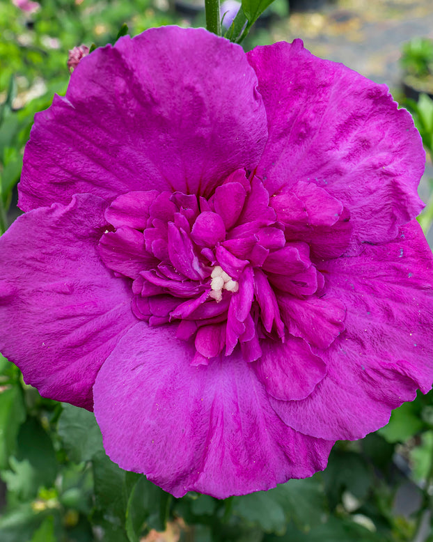 Hibiscus 'Purple Chiffon'