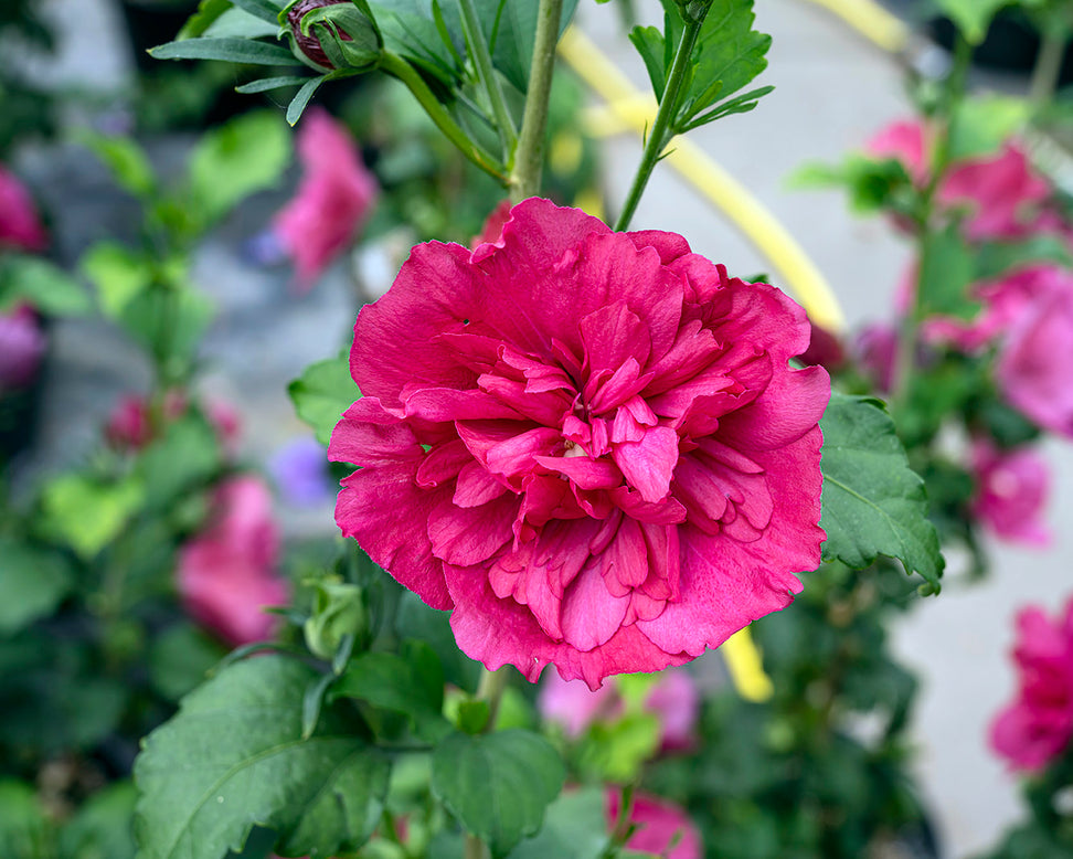 Hibiscus 'Ruby Chiffon'