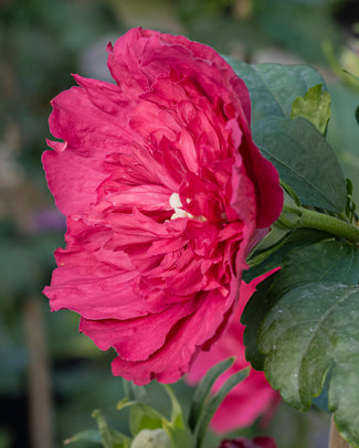 Hibiscus 'Ruby Chiffon' Hibiscus 'Ruby Chiffon'