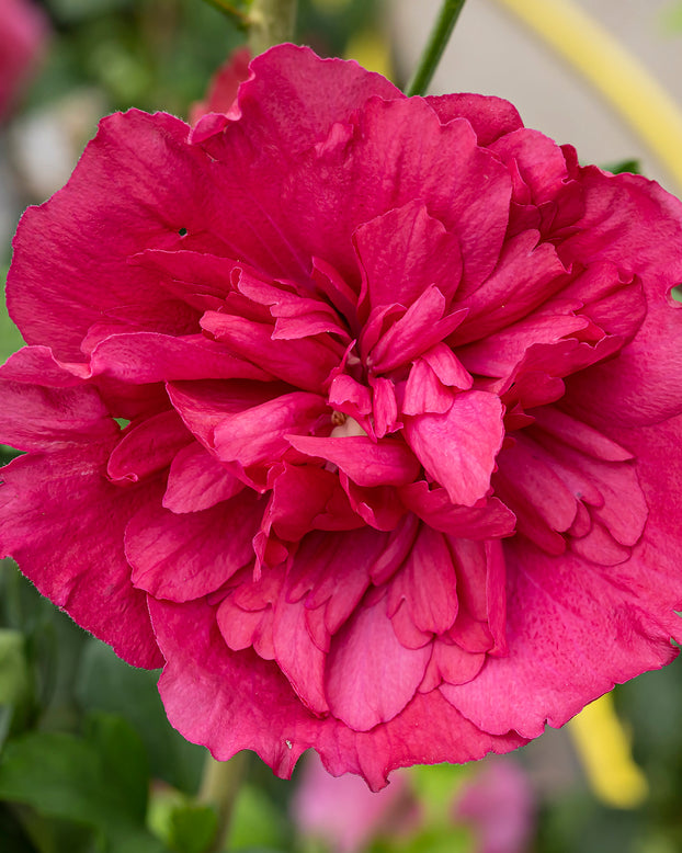 Hibiscus 'Ruby Chiffon'