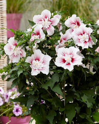 Hibiscus 'Starburst Chiffon' Hibiscus 'Starburst Chiffon'