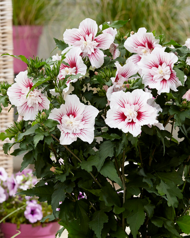 Hibiscus 'Starburst Chiffon'