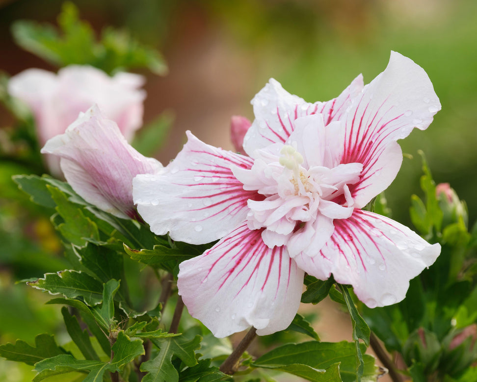 Hibiscus 'Starburst Chiffon'