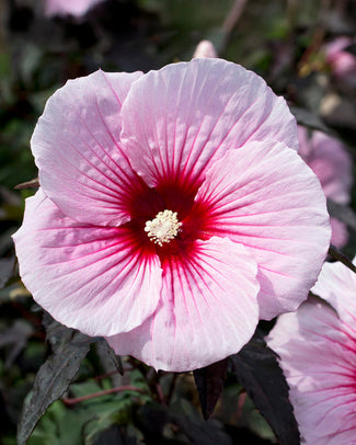 Hibiscus 'Summer Storm' Hibiscus 'Summer Storm'