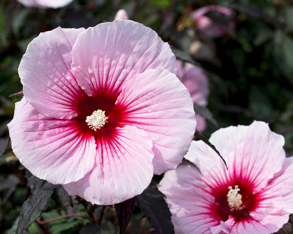 Hibiscus 'Summer Storm'