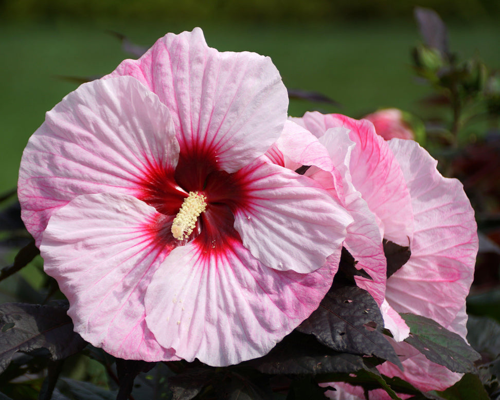 Hibiscus 'Summer Storm'