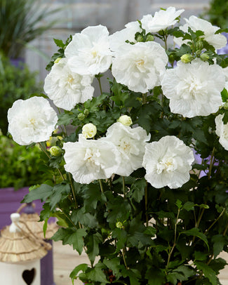Hibiscus 'White Chiffon' Hibiscus 'White Chiffon'