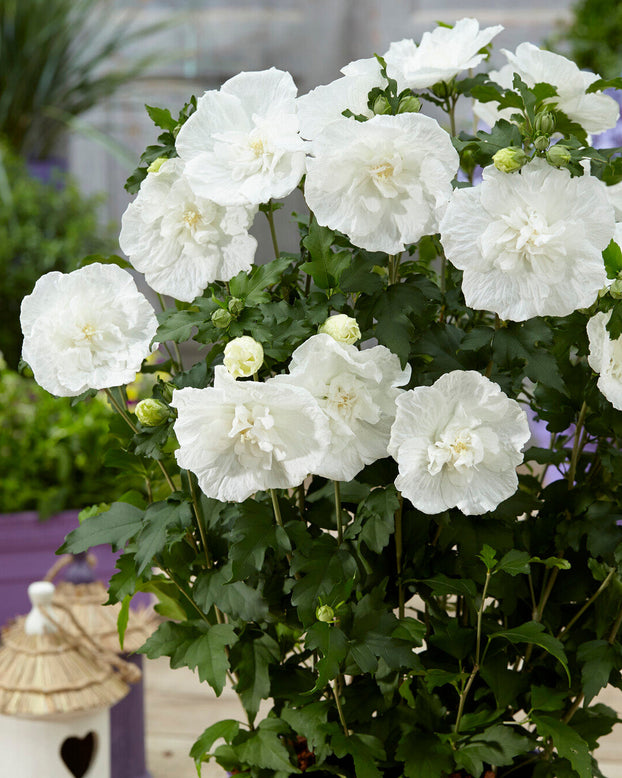 Hibiscus 'White Chiffon'