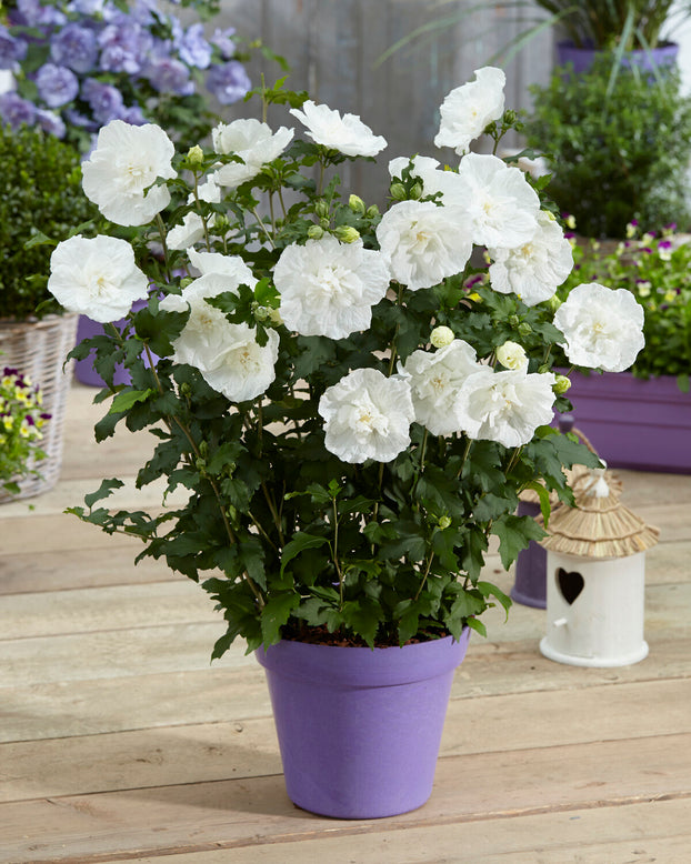 Hibiscus 'White Chiffon'