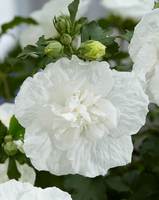 Hibiscus 'White Chiffon'