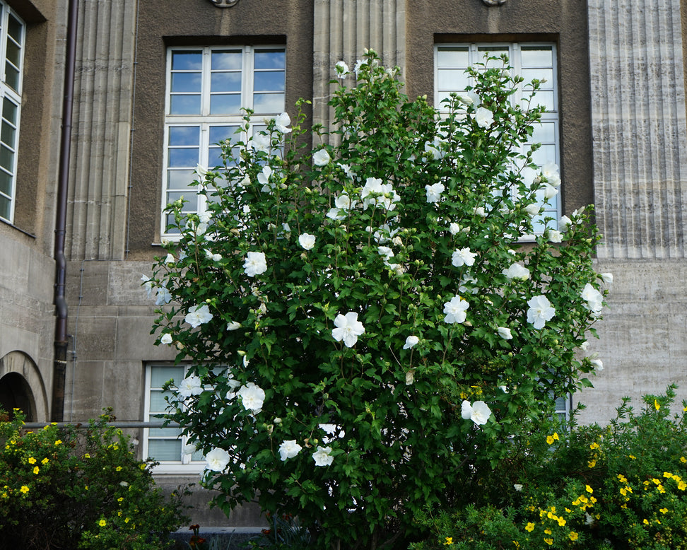 Hibiscus 'White Chiffon'