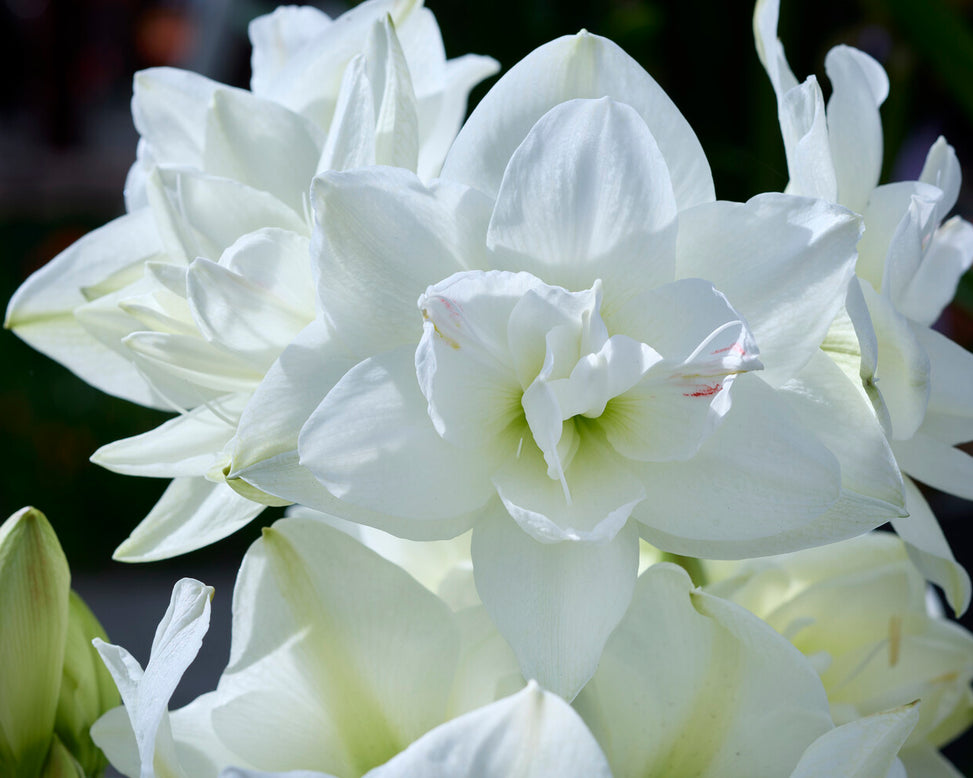 Amaryllis 'Akiko'