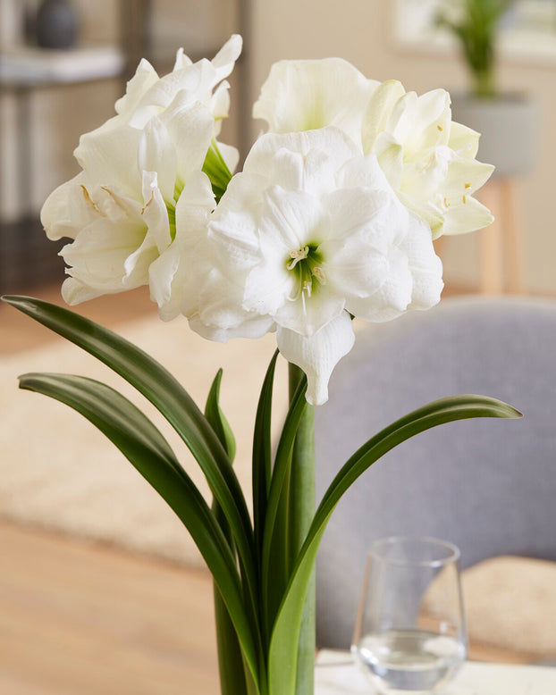 Amaryllis 'Akiko'
