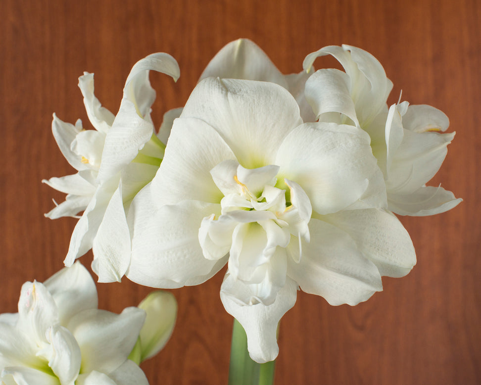 Amaryllis 'Akiko'