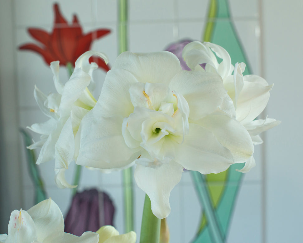 Amaryllis 'Akiko'