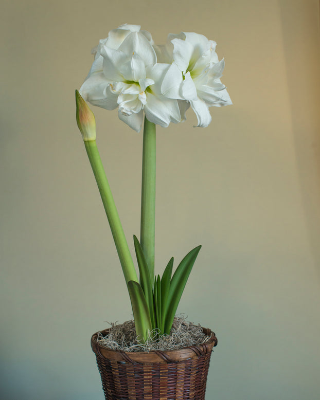 Amaryllis 'Akiko'
