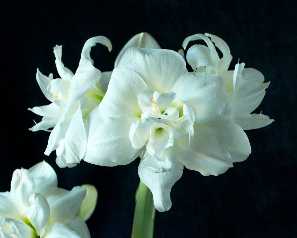 Amaryllis 'Akiko'