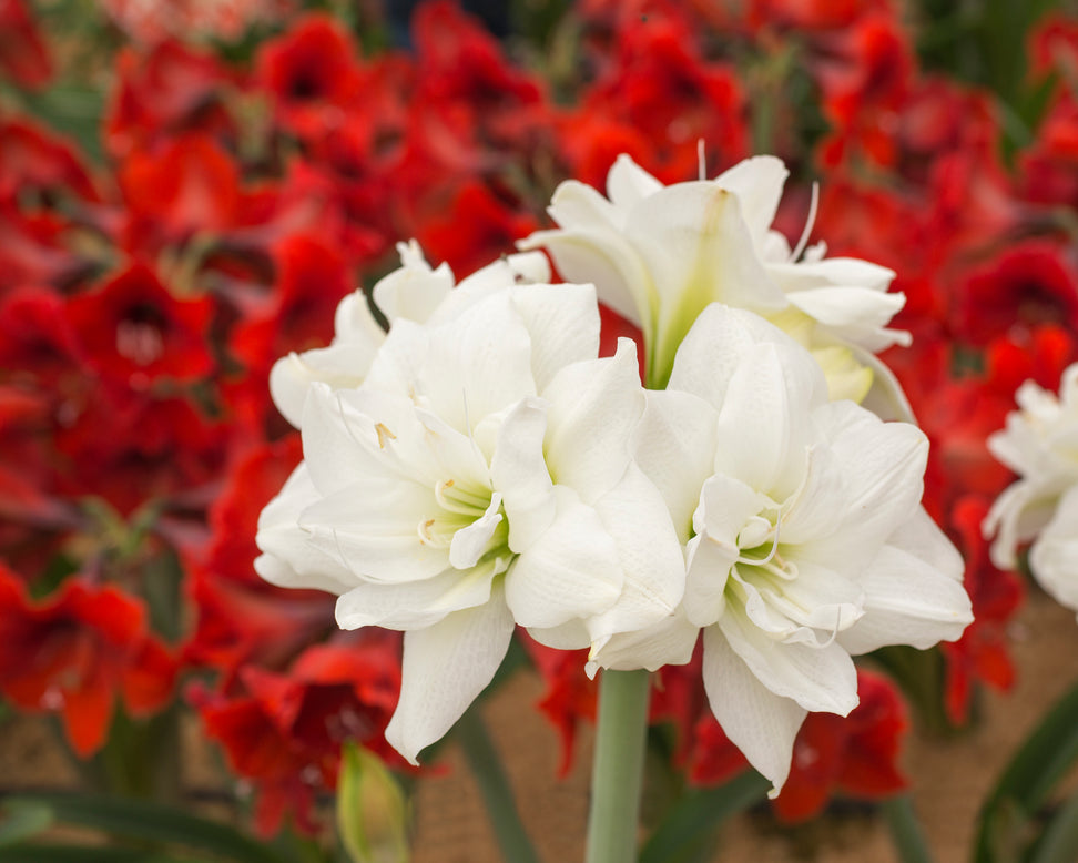 Amaryllis 'Akiko'