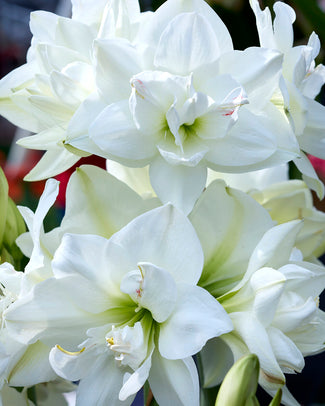 Amaryllis 'Akiko' Amaryllis 'Akiko'