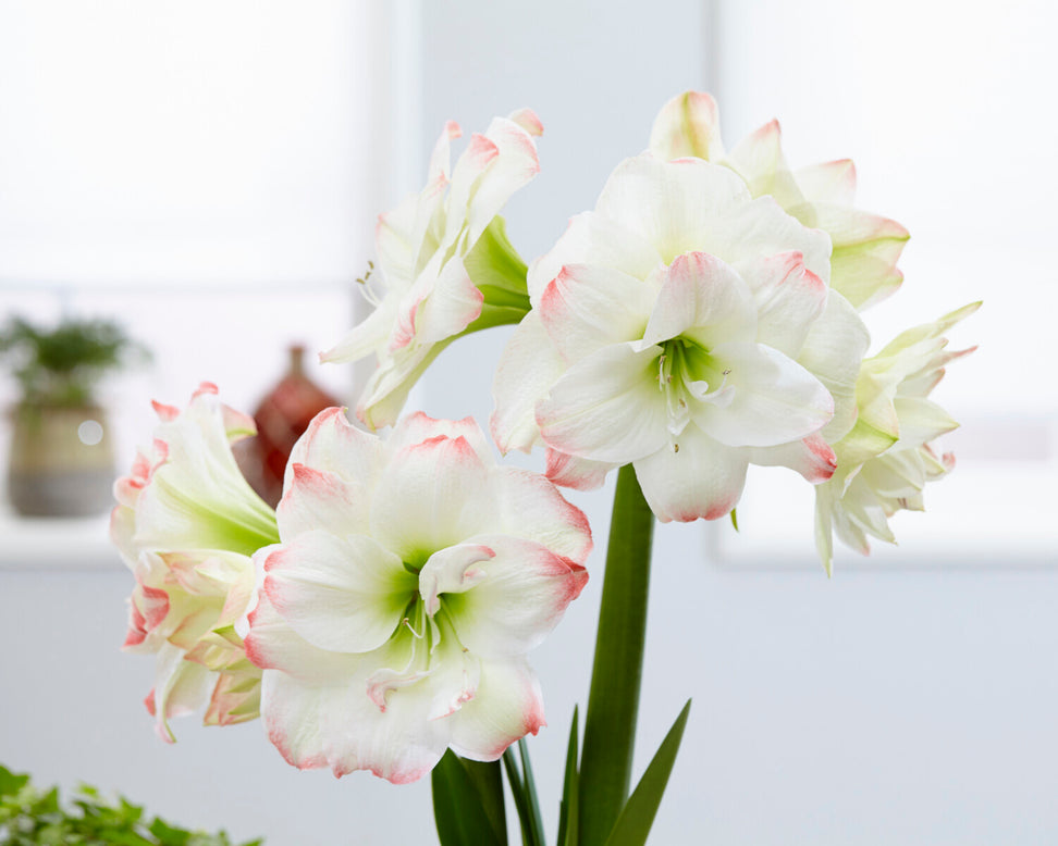 Amaryllis 'Amadeus Candy'