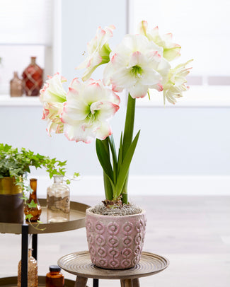 Amaryllis 'Amadeus Candy' Amaryllis 'Amadeus Candy'