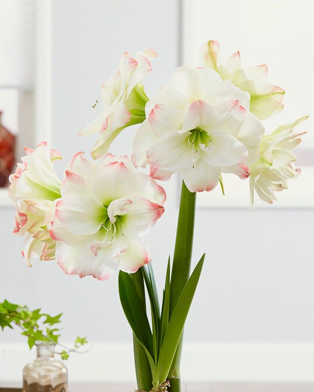 Amaryllis 'Amadeus Candy'