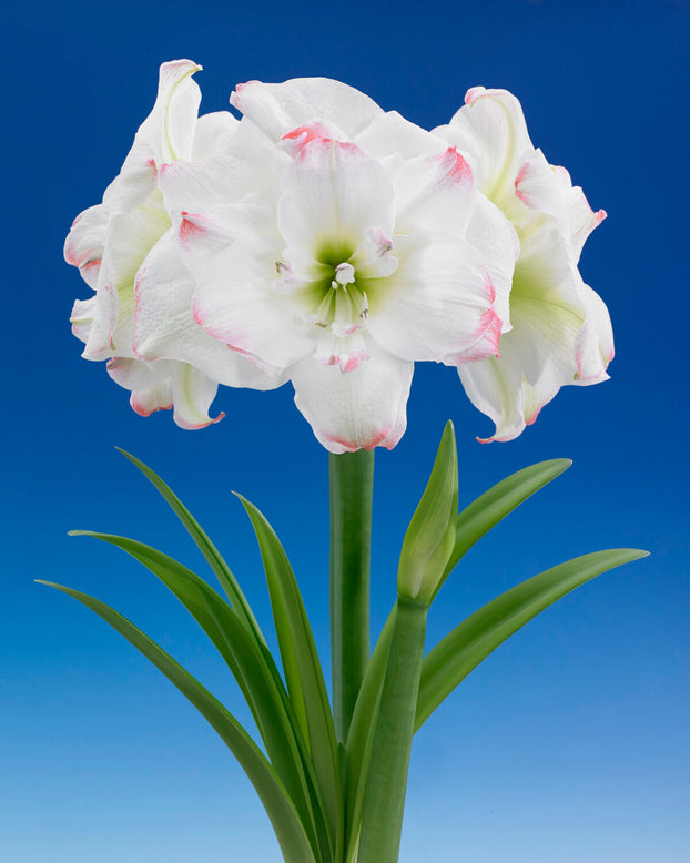 Amaryllis 'Amadeus Candy'