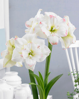 Amaryllis 'Amadeus Candy' Amaryllis 'Amadeus Candy'